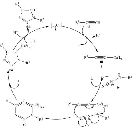13. ábra A CuAAC reakció katalitikus ciklusának feltételezett mechanizmusa 58