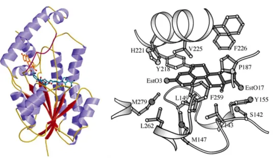 23. ábra A 17β-HSD1 izozim másodlagos szerkezete (bal) és a szubsztrátkötő domént alkotó  aminosavak az ösztronnal (jobb) 134