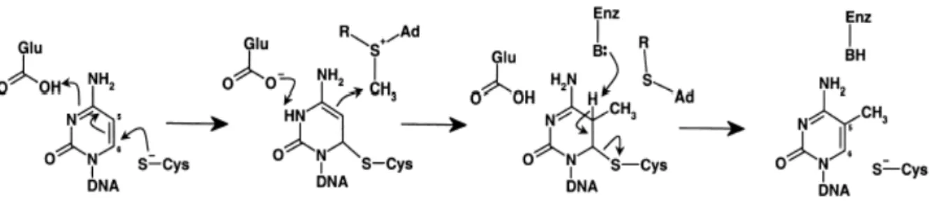 3. ábra: A C5-citozin metiltranszferázok katalitikus mechanizmusa. 