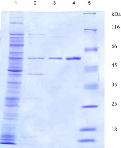 9. ábra: A Leu214Ser+Tyr229H mutációkat tartalmazó SinI metiltranszferáz enzim tisztítása 