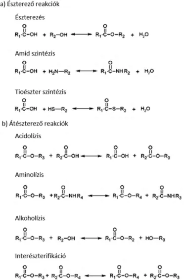 2. ábra. A lipázok által katalizált szintetikus reakciók (a: észterező, b: átészterező) (Casas- (Casas-Godoy és mtsi., 2012)
