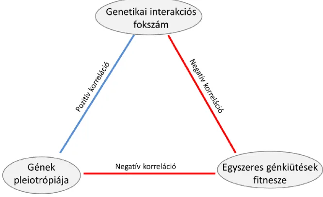 9. ábra: összefüggés a genetikai interakciós fokszám, a gének pleiotrópiája és a génkiütések  fitnesze között