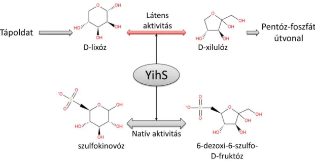 15. ábra: az yihS gén által kódolt enzim natív és látens aktivitása. Az enzim natív szubsztrátja  a  szulfokinovóz,  míg  a  hozzá  hasonló  szerkezetű  D-lixózt  mint  látens  szubsztrátot  csak  alacsony hatékonysággal alakítja át az enzim