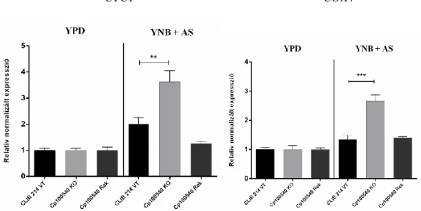 16. ábra. A légzési láncban szerepet játszó CYC1 és COX4 gének expressziója indukciós  közegben