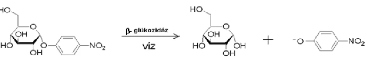 5. ábra. A p-nitrofenil típusú kromogén szubsztrátok működési elve. 