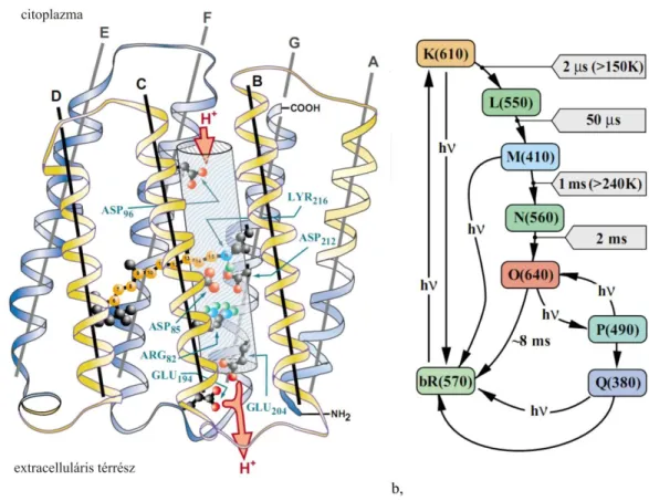 7. ábra A bakteriorodopszin szerkezete és fotociklusa   a,  A  bR  247  aminosavból  épül  fel,  melyek  hét  alfa-hélix  (A-G)  láncba  rendeződnek