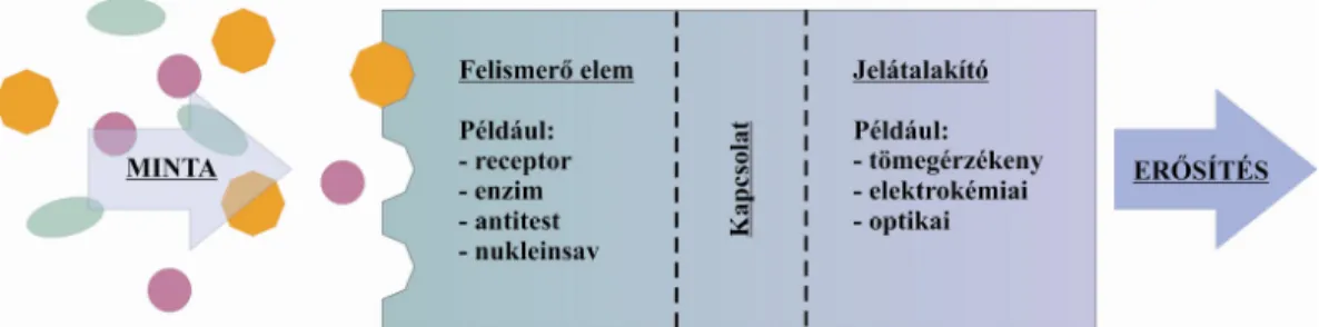 14. ábra A bioszenzorok vázlatos működése: A célmolekulák hozzákapcsolódnak a szenzor felületén  immobilizált  felismerő  elemekhez,  majd  a  kapcsolódás  hatására  létrejövő  fizikai  vagy  kémiai  változást a jelátalakító segítségével detektálhatjuk