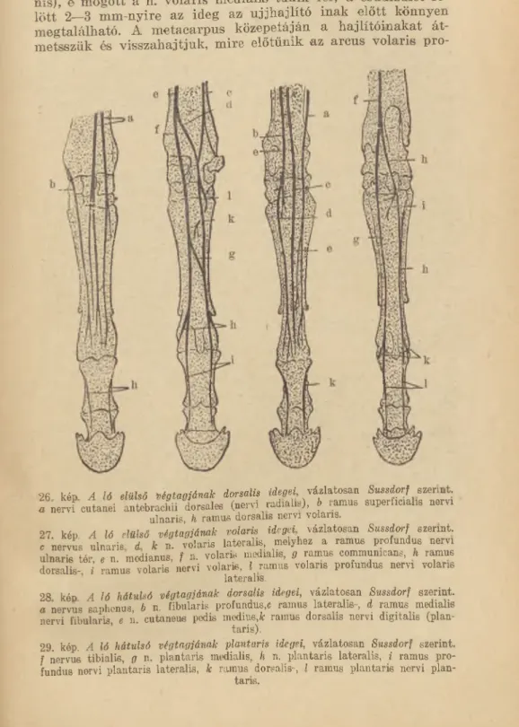 26  kép  A   ló  elülső  ‘végtagjának  dorsalis  idegei,  vázlatosan  Sussdorf  szerint,  f  nervf  cutanei  antebradiii  dorsales  (nervi  radialis),  b  ramus  superhcialie  n em  