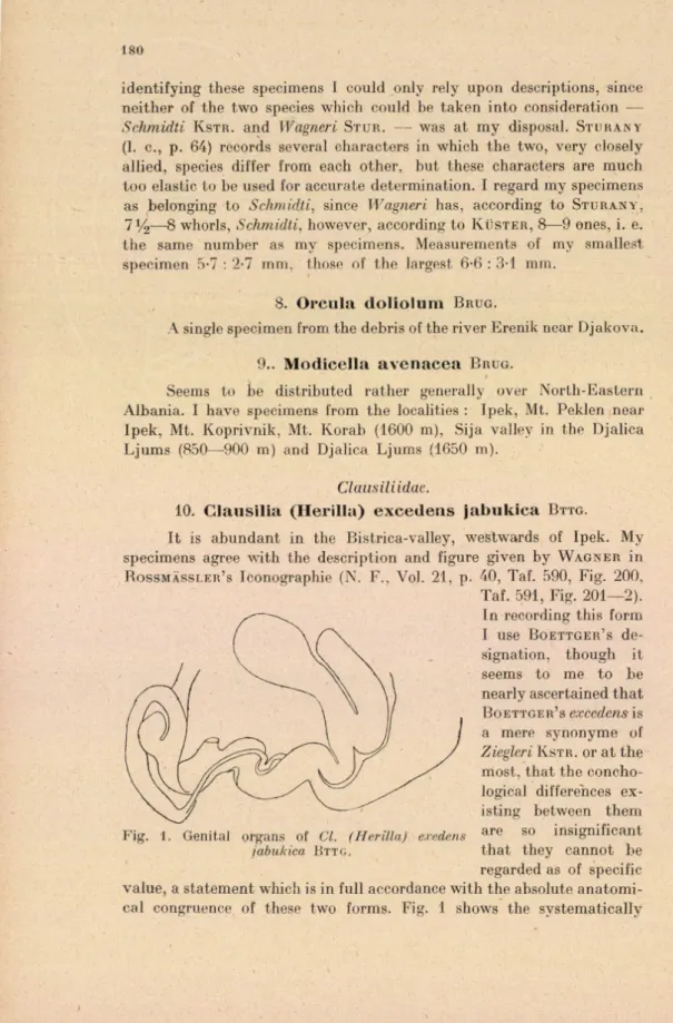 Fig.  1.  Genital  organs  of  Cl.  (Herilia)  exedens  jabukica B t t g .