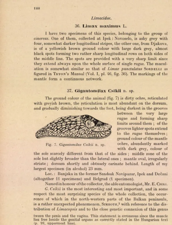 Fig.  7.  Gigantomilax  Csikii   n.  sp.