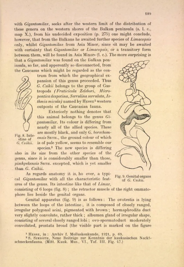 Fig. 9. Genital organs  of  G.  Csikii.