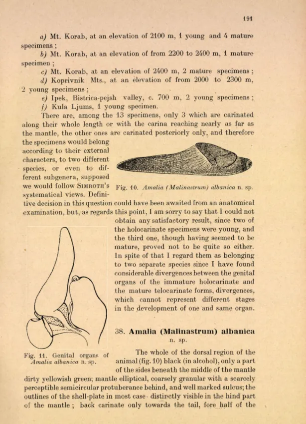 Fig.  10.  Amalia  (Malinastrum)  aibanica   n.  sp.