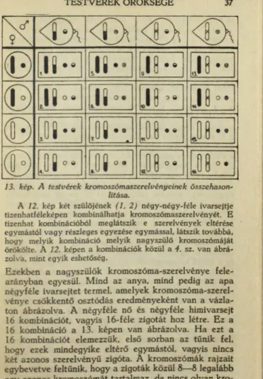 A   12. kép  két  szülőjének  (1,  2 ) négy-négy-féle  ivarsejtje  tizenhatféleképen  kombinálhatja  kromoszómaszerelvényét