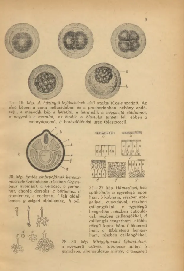 20. kép.  Emlős  embryojának  kereszt-  metszete (vázlatosan, részben  Gegen-  baur  nyomán),  a  velőcső,  b  gerinc­