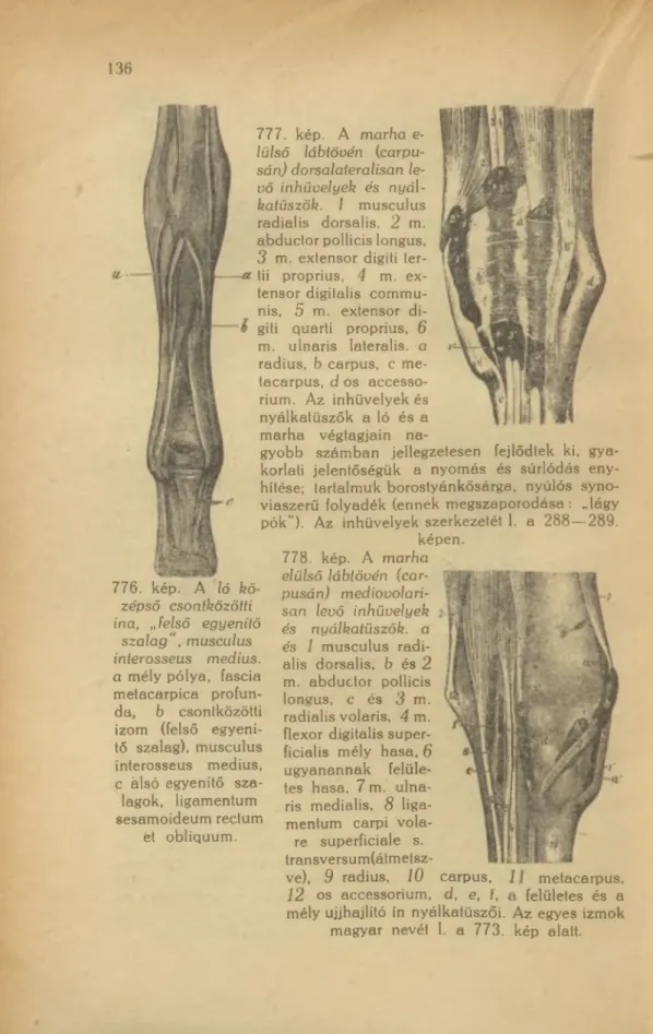 778. kép.  A  marha  elülső  lábtövén  (car-  pusán)  mediovolari-  san  levő  inhüvelyek  és  nyálkatüszők