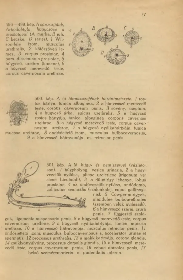 496 —499. kép. A púrosujjúak,  Artiodaktyla,  húgycsővé  a  prostataval  (A  marha, B juh,  C  kecske,  D  sertés)