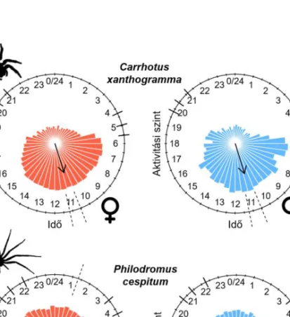 3. ábra. Carrhotus xanthogramma (Salticidae) (a) és Philodromus cespitum (Philodromidae) (b) nős- nős-tények (baloldalt, N = 10 és 11) és hímek (jobboldalt, N = 10 és 9) aktivitási mintázata (3 nap átlaga)