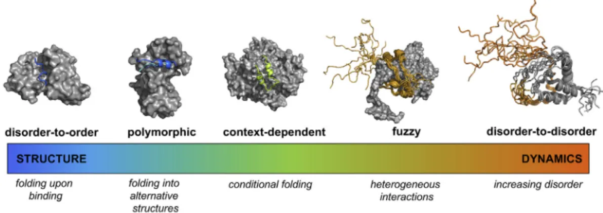 Fig. 1. Binding modes of disordered proteins sample a wide spectrum of structure and dynamics