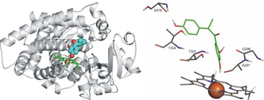 Figure 9. Left: The binding mode of R-DESMA (space-filling) as docked to the binding pocket of CYP2C9 enzyme (teal cartoon) above the heme ring (green sticks)