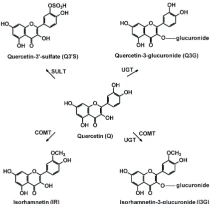 Figure 1. Chemical structures of quercetin (Q), quercetin-3 0 -sulfate (Q3 0 S), quercetin-3-glucuronide (Q3G), isorhamnetin (IR), and isorhamnetin-3-glucuronide (I3G)