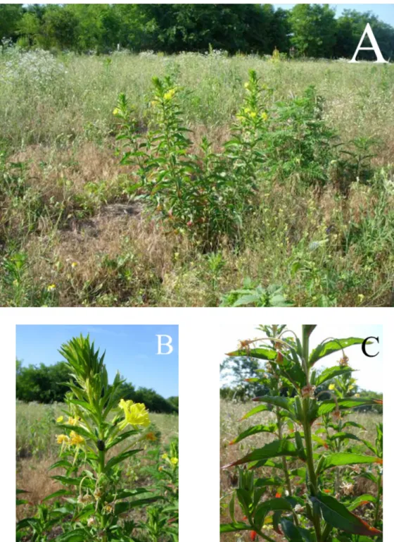 2. ábra Az Oenothera pycnocarpa Tápiószecső mellett. A = habituskép; B = virágzó hajtás; C =  hajtás termés kezdeményekkel.
