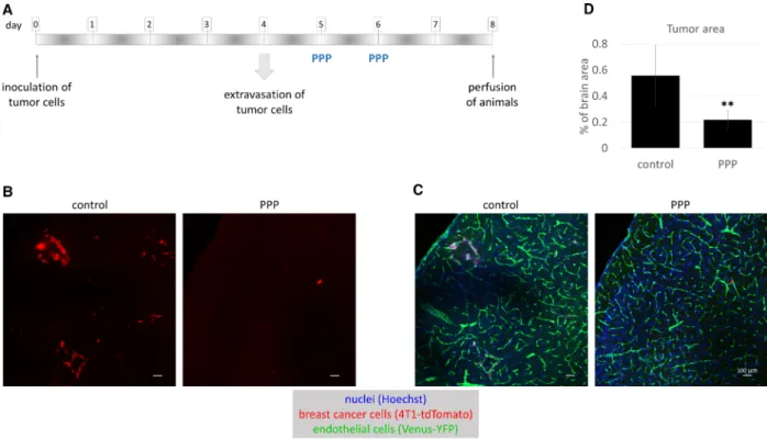 Fig. 7. Role of IGFs in breast cancer cell proliferation in vivo . (A) Experimental design of studying the role of IGFs in TNBC proliferation in the brains of mice