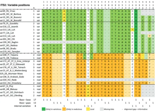 Table 3. Bases at all positions that show differences in Carabus variolosus (var) and C