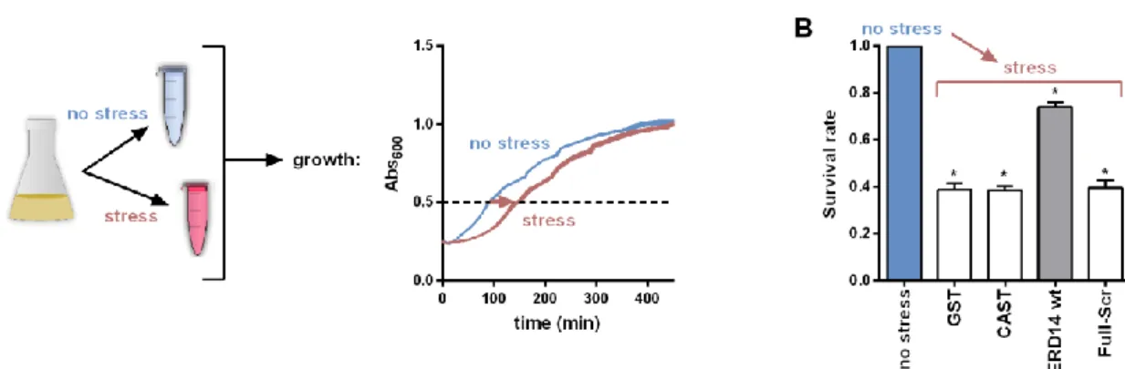 Figure  1.  Protection  of  E.  coli  cells  against  stress  by  Early  Response  to  Dehydration  (ERD14)