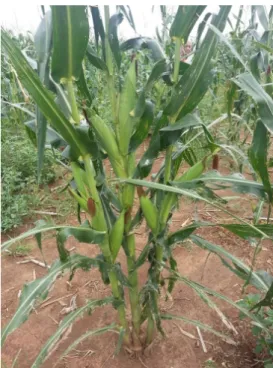 1. kép. Egy kukoricán 8 cső (fotó: Dr. Barla-Szabó Gábor, 2014) 