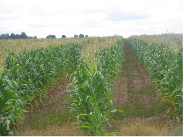 3. kép. Kukorica növényállomány 220 cm sortávra vetve (fotó: Dr, Barla-Szabó Gábor, 2014) 