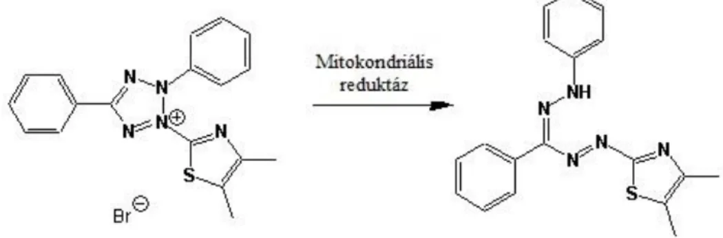 4. ábra: az MTT teszt molekuláris háttere 