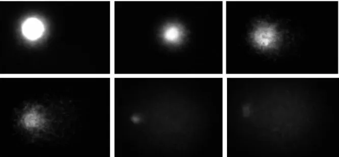 6. ábra. Comet tesztben vizsgált EPC halsejtek mikroszkopikus képe a Comet Assay III. 