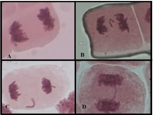 10. ábra. Az Allium cepa teszt során vizsgált kromoszóma-rendellenességek. A: normál  telofázis  B: fragmentumok; C: kromoszóma törés  D: híd (fotó: Bokán) 