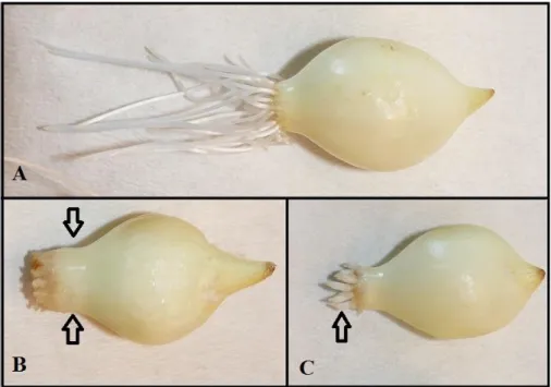 15. ábra. Allium cepa morfológiai elváltozásai MCPA hatóanyaggal történő 96 órás  kezelést követően