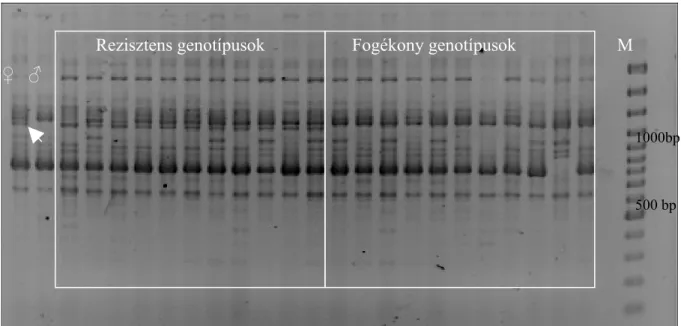1. ábra: A RAPD9621 marker a két szülőn (WL: ♀ S440: ♂) valamint 11 reziszetns és 11  fogékony   genotípuson