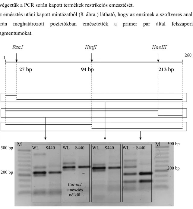 Az emésztés utáni kapott mintázatból (8. ábra.) látható, hogy az enzimek a szoftveres analízis  során   meghatározott   pozíciókban   emésztették   a   primer   pár   által   felszaporított  fragmentumokat