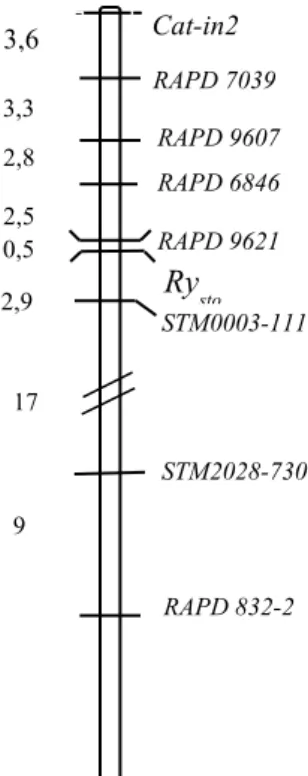 10. ábra: A markerek és a  Ry sto   gén térképi helye a  burgonya   XII.   kromoszómáján