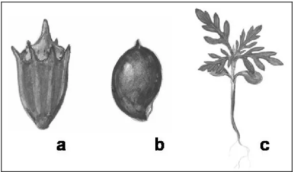 1. ábra: Az ürömlevelű parlagfű szaporítóképletei: a – egymagvú fészek, b – kaszat. Ambrisia   artemisiifolia csíranövény (c)