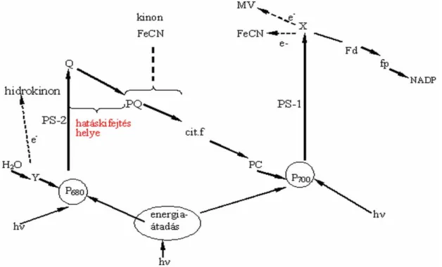 5. ábra: A triazinok fotoszintézis gátlása (Kádár 2001).  