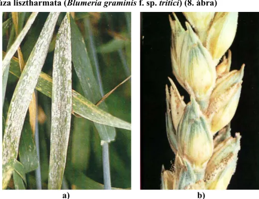 2.1.4. A búza lisztharmata (Blumeria graminis f. sp. tritici) (8. ábra) 
