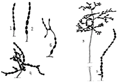 11. ábra Különböz  kisspórás Alternaria fajcsoportok sematikus láncszerkezetének  ábrázolása (S IMMONS  és R OBERTS  nyomán 1993) 