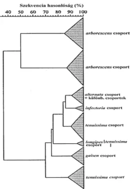 12. ábra Kisspórás Alternaria fajok elkülönítése RAPD elemzéssel (R OBERTS  és mtsai  nyomán, 2000) 