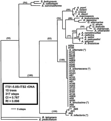 13. ábra A rDNS ITS1, 5.8S és ITS2 szekvenciái alapján felállított filogenetikai törzsfa  (P RYOR  és M ICHALIADES  nyomán, 2002) 