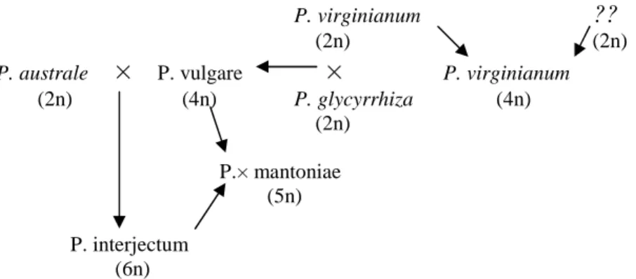 1. ábra A  P.  vulgare  komplex  rokonsági  kapcsolatai  S HIVAS   (1961  a)  alapján