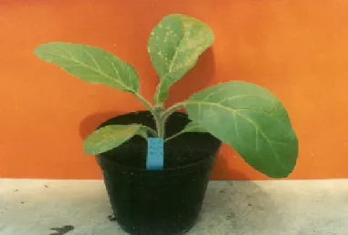 10. ábra. A KD- 300R9L]ROiWXPPDOIHUW ]|WW Nicotiana tabacum cv. Samsun                     növények tünetmentesek (balra), a Nicotiana tabacum cv
