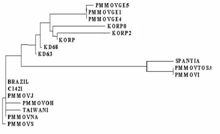 19. ábra. A magyar KD-63 és KD-68 PMMoV izolátumok aminosav   szekvenciájának  összehasonlítása  az  adatbankban  található,  egyéb  PMMoV  izolátumok  szekvenciájával  a  CP  396  bázis  hosszúságú szakaszán 