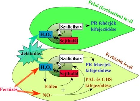 5. ábra A szalicilsav és a sejthalál indukciójának összefüggése (Van Camp, et al, 1999)