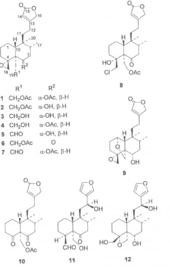 3. ábra. Az Ajuga fajokra jellemző 12 neoklerodán diterpenoid molekula kémiai szerkezete  (C ABALLERO  és mtsai, 2001)