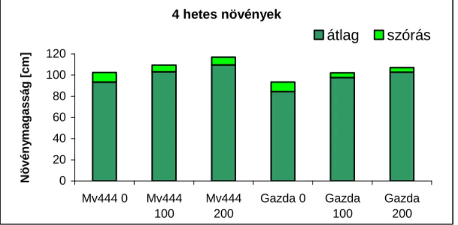 4.3. ábra: A növénymagasság alakulása a kelés utáni 4. héten a Mv444 és Gazda hibrid 0, 100 és  200  kg/ha  nitrogénellátású  kezeléseiben
