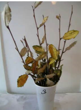 15. ábra. Az E. pungens ’Maculata Aurea’ a -25 °C -os kezelés után 